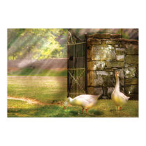 Geese -  Birds of a Feather posters