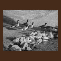 Geese canvas print posters