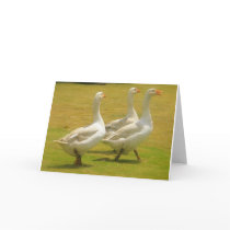 geese cards by lollypopgirrrl geese cards