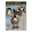 Geese in Line cards