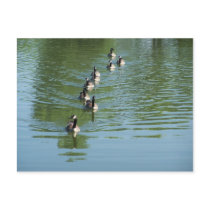 Geese in row Postcard