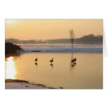 geese on ice cards