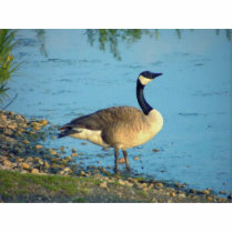 Geese on Lake photo sculptures by NaturePoetry Geese on Lake photo sculptures