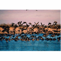 Geese on Owen's Bay, Wetlands photo sculptures by animalpark Geese on Owen's Bay, Wetlands photo sculptures