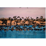 Geese on Owen's Bay, Wetlands Photo Sculptures