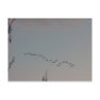 Geese on the Fly Postcard