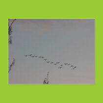 Geese on the Fly Postcard