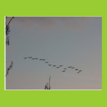 Geese on the Fly Postcard postcards