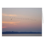 Geese over White Bear Lake