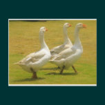 geese postcards
