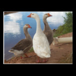 geese postcards