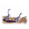 Geese posters