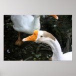 Geese Poster