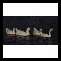 Geese posters