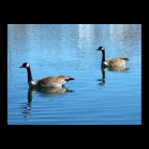 Geese posters