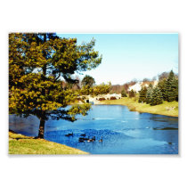 Geese swimming in half frozen lake photo print