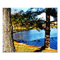Geese swimming in half frozen lake - trees photograph
