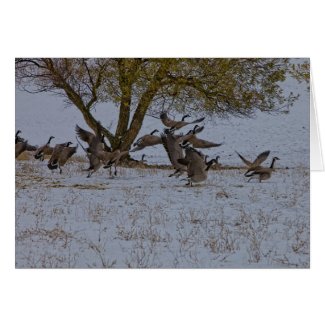 GEESE TAKING FLIGHT card