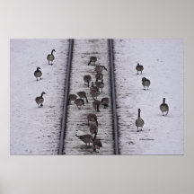 Geese Walking the Line Poster