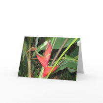 Gekko in Paradise cards by kgallo Gekko in Paradise cards