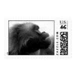 Gelada Baboon Stamp