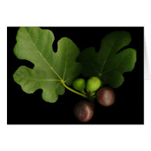 Gelini's Fig Greeting Card