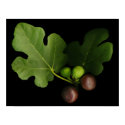 Gelini's Fig Tree Art Print by DJHinVA Gelini's Fig Tree Art Print