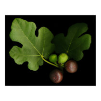 Gelini's Fig Tree Art Print