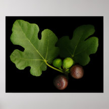 Gelini's Fig Tree Art Print