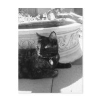 "Gemini by Fountain (B&W)" postcard by Angie529 "Gemini by Fountain (B&W)" postcard