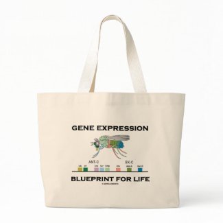 Gene Expression Blueprint For Life Homeobox Genes bag