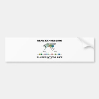 Gene Expression Blueprint For Life Homeobox Genes Bumper Stickers