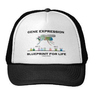 Gene Expression Blueprint For Life Homeobox Genes Trucker Hat