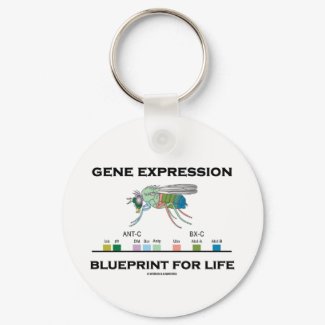 Gene Expression Blueprint For Life Homeobox Genes keychain