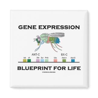 Gene Expression Blueprint For Life Homeobox Genes magnet
