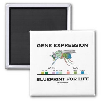 Gene Expression Blueprint For Life Homeobox Genes Fridge Magnets