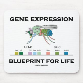 Gene Expression Blueprint For Life Homeobox Genes mousepad
