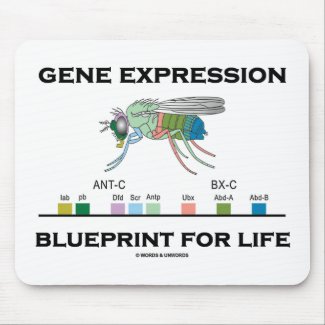 Gene Expression Blueprint For Life Homeobox Genes Mouse Pads