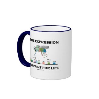 Gene Expression Blueprint For Life Homeobox Genes mug