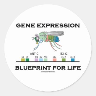 Gene Expression Blueprint For Life Homeobox Genes Sticker