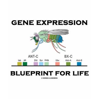 Gene Expression Blueprint For Life Homeobox Genes shirt