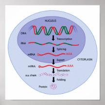 Gene expression poster