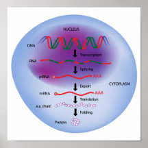 Gene expression Poster