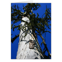 General Sherman Tree Tarjetón