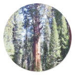 General Sherman Trees Forrests Stickers