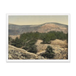 General view of the cedars of Lebanon, Lebanon, Ho Post Cards