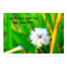 Genesis 1:20 Creek Love Postcard