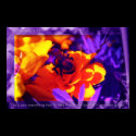 Genesis Flower 13 posters