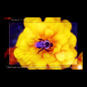 Genesis Flower 30 posters