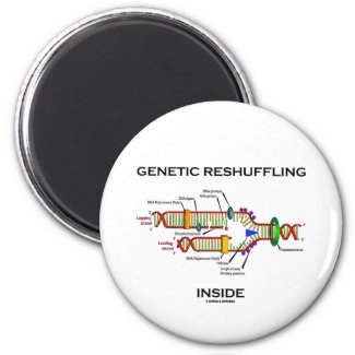 Genetic Reshuffling Inside (DNA Replication) Fridge Magnets